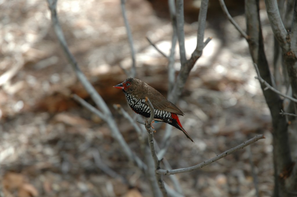 Painted Finch